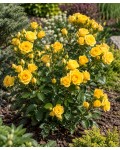 Rose Sun City в саду